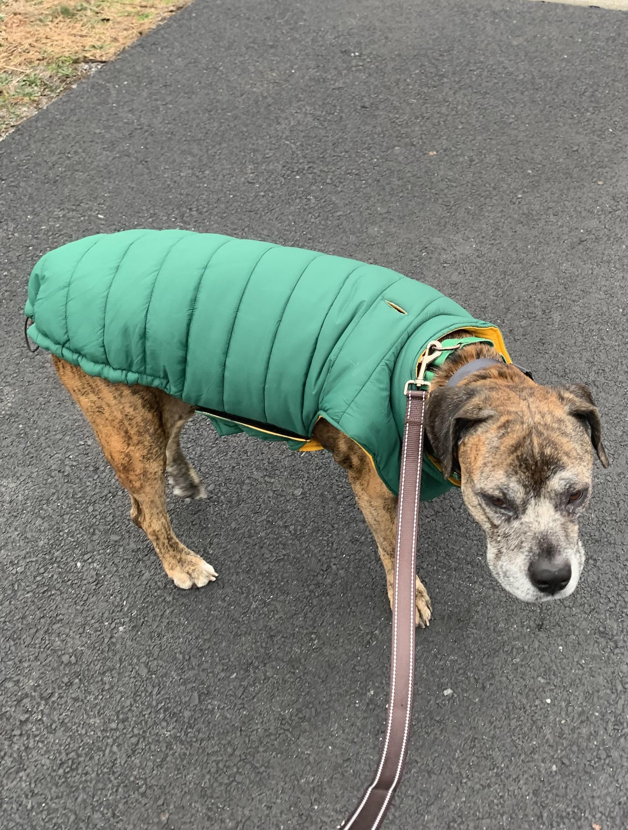 Enlarge Ricky, a Adoptable mixed breed in Dillsburg, PA image 4/6