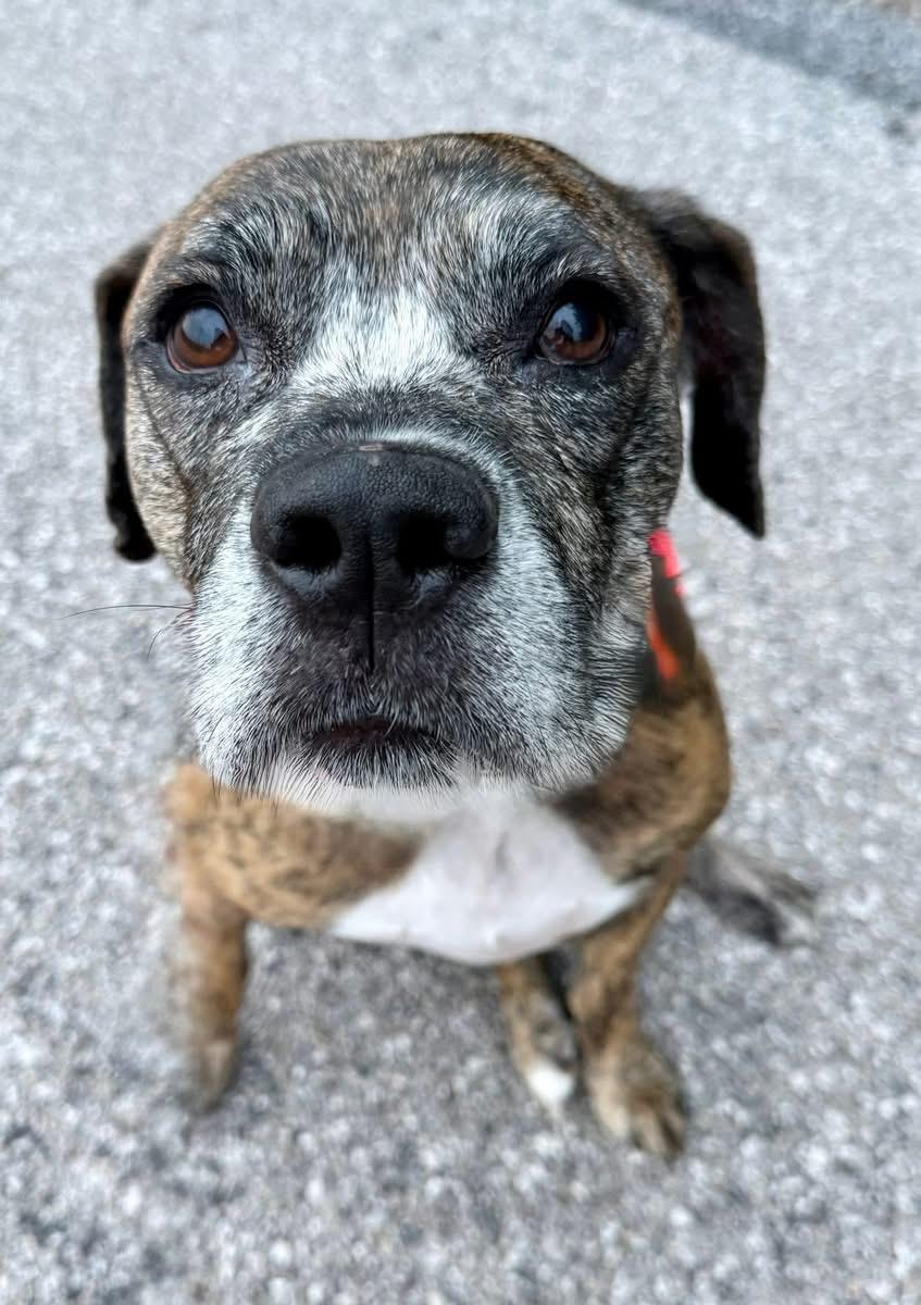 Enlarge Ricky, a Adoptable mixed breed in Dillsburg, PA image 5/6