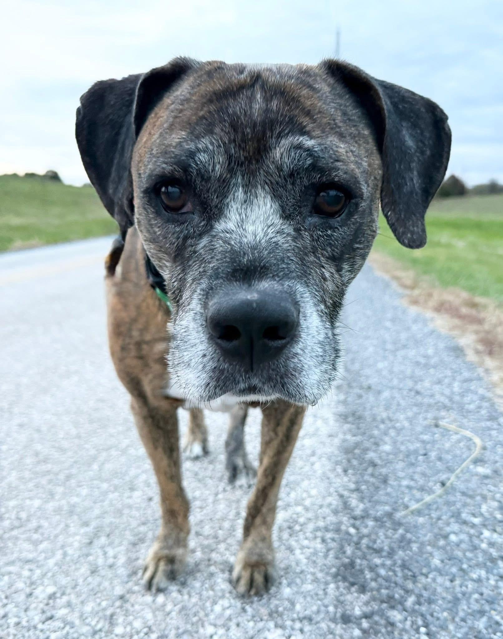 Enlarge Ricky, a Adoptable mixed breed in Dillsburg, PA image 6/6