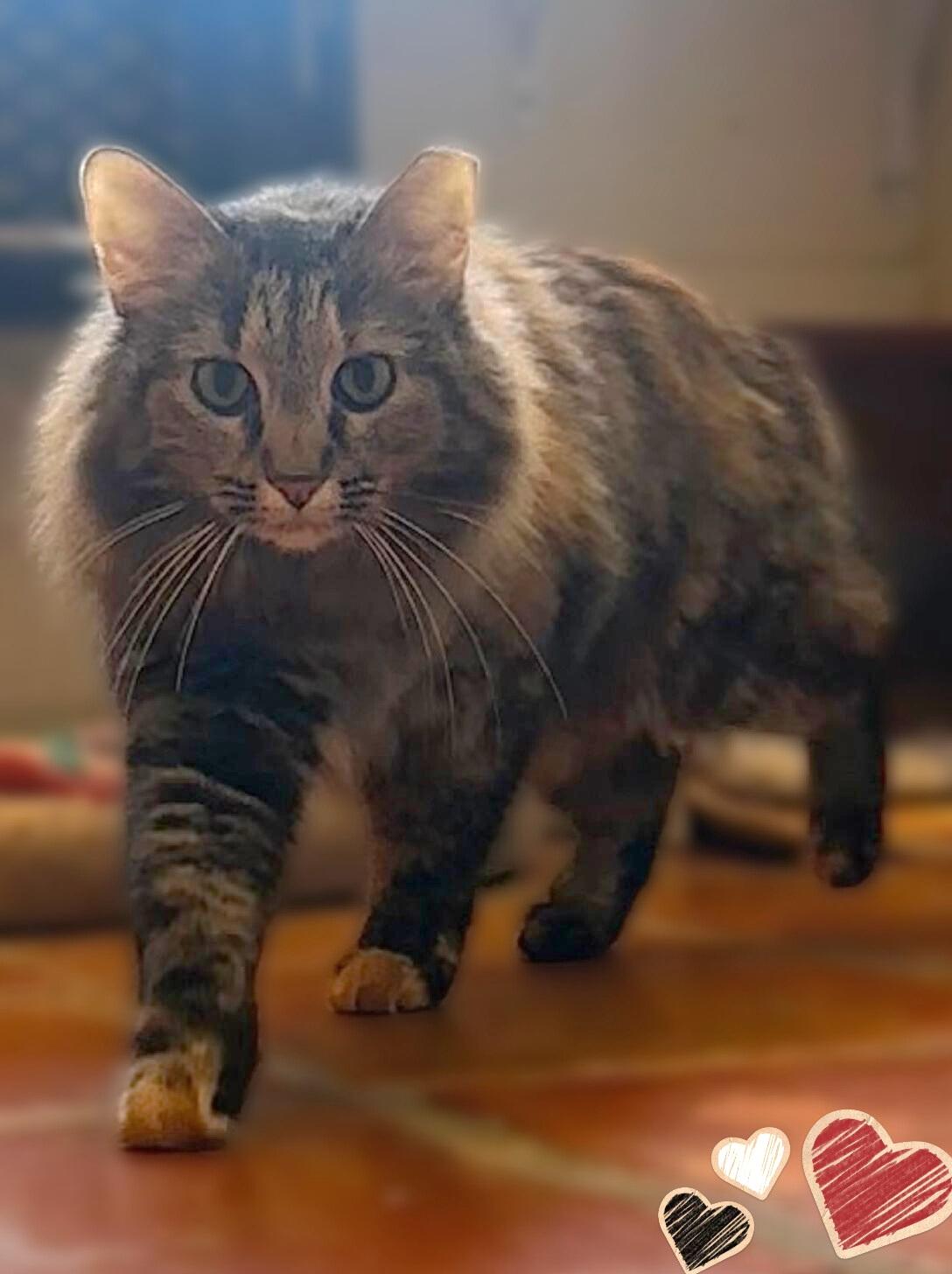 Enlarge Teddie, a ADOPTABLE Domestic Long Hair in Scottsdale, AZ image 3/5