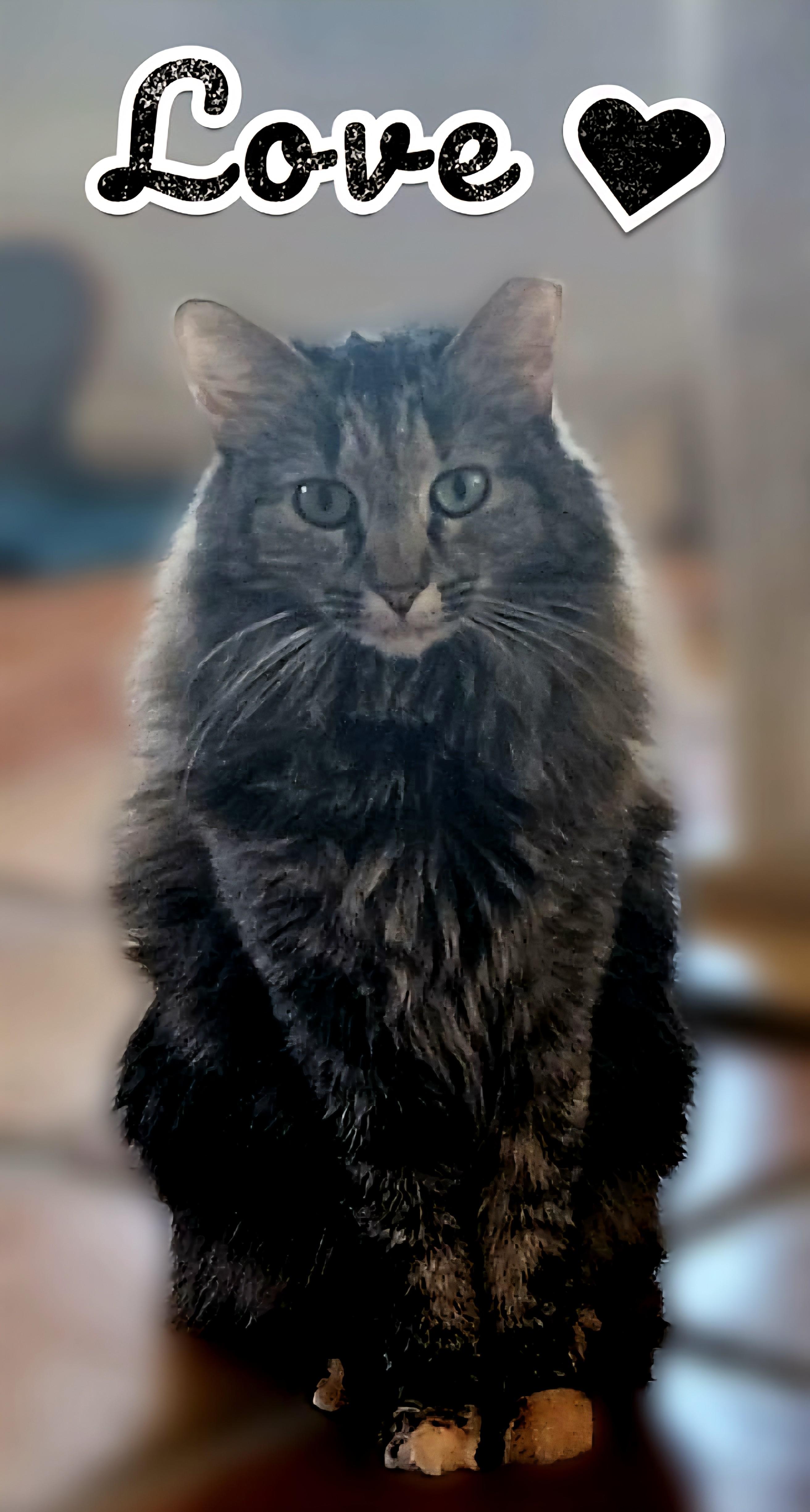 Enlarge Teddie, a ADOPTABLE Domestic Long Hair in Scottsdale, AZ image 4/5