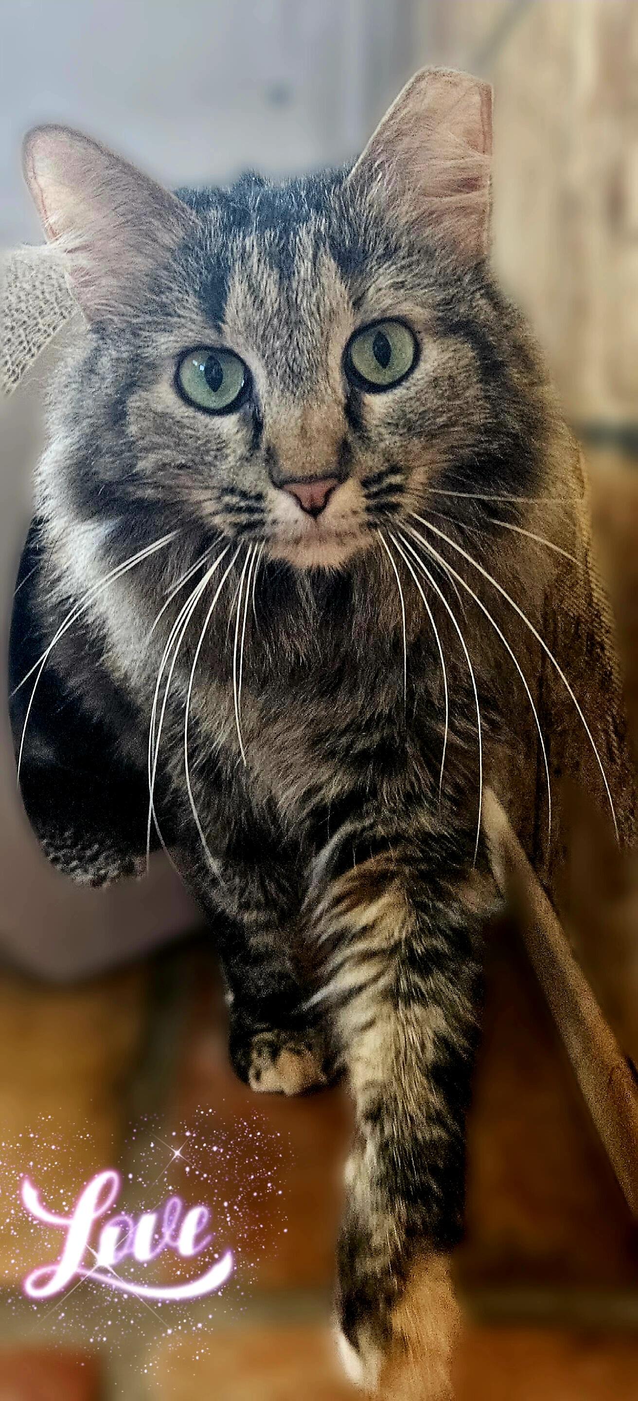 Enlarge Teddie, a ADOPTABLE Domestic Long Hair in Scottsdale, AZ image 5/5