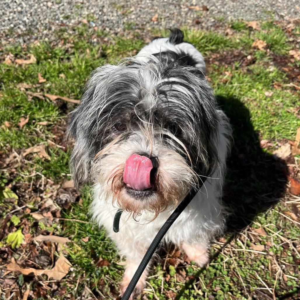 Fiona, ADOPTABLE, Adult Female Shih Tzu & Mixed Breed.