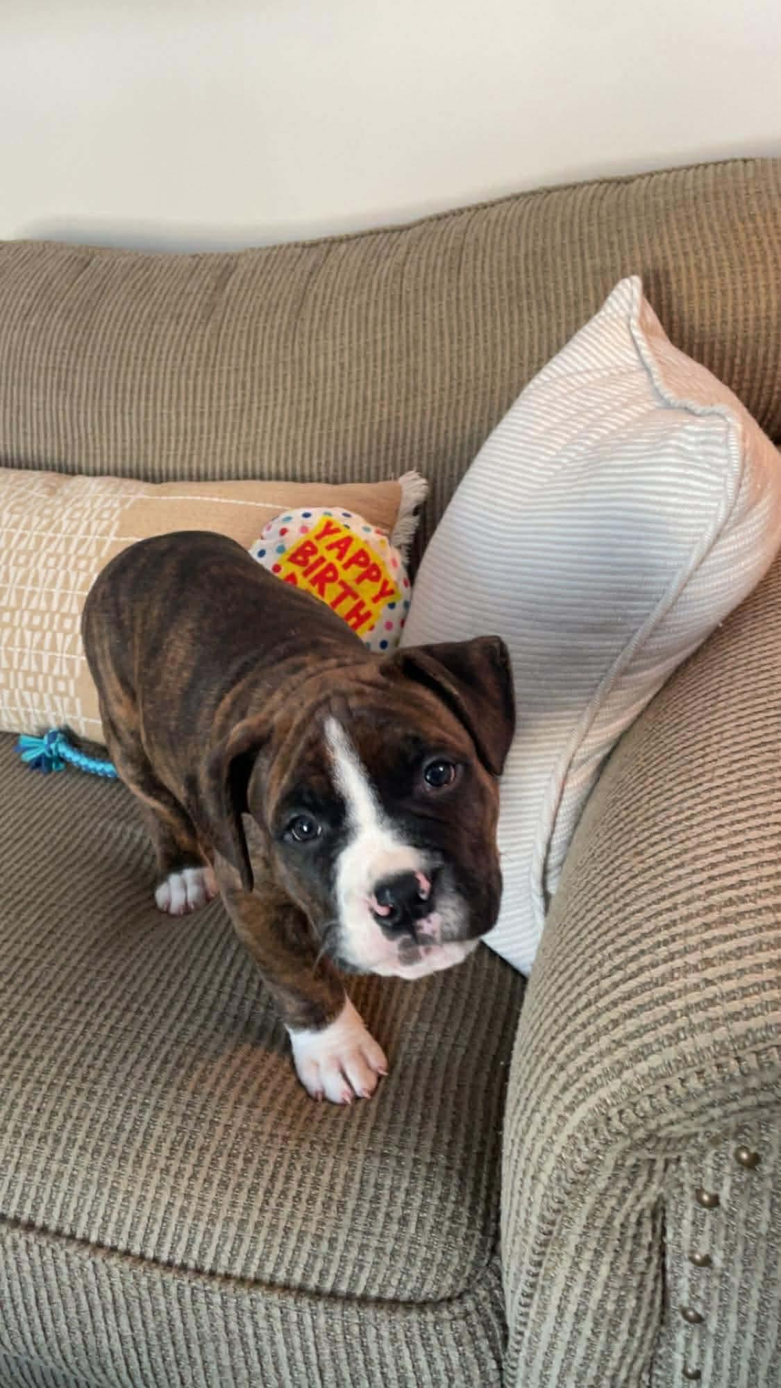 Alfie, Adoptable, Puppy Male Boxer & Mastiff.