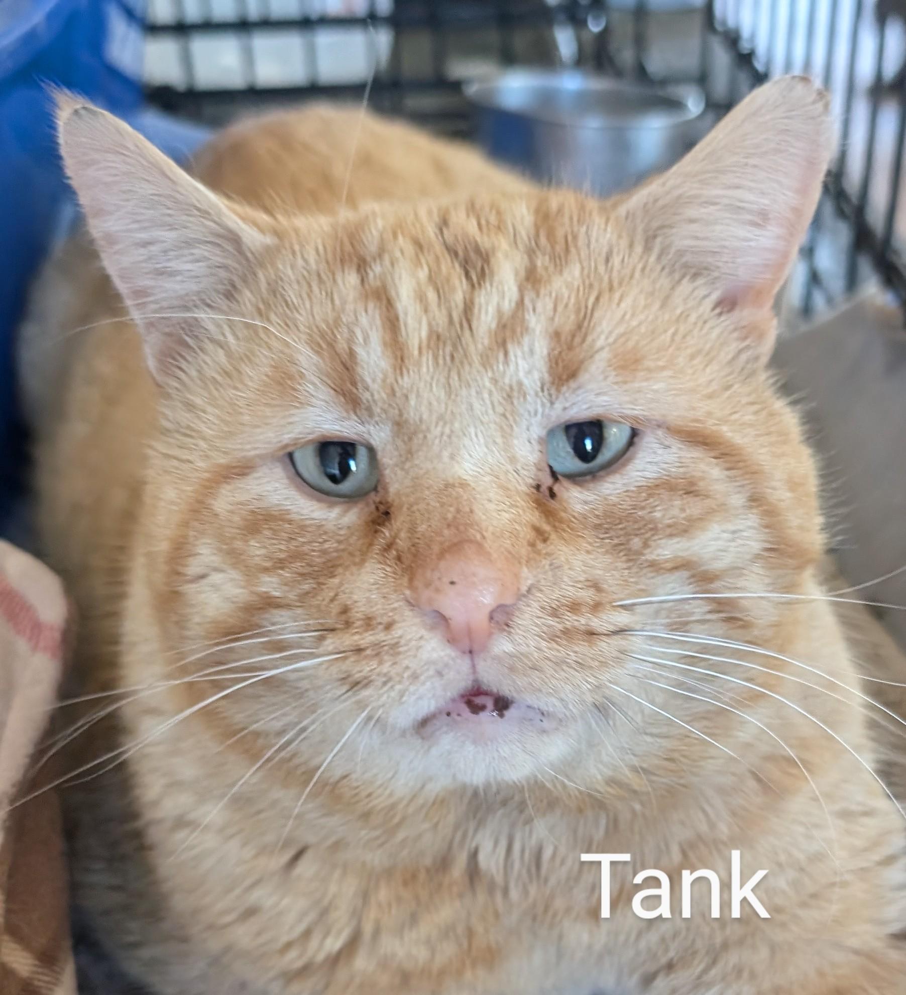 Tank, Adoptable, Adult Male Domestic Short Hair.