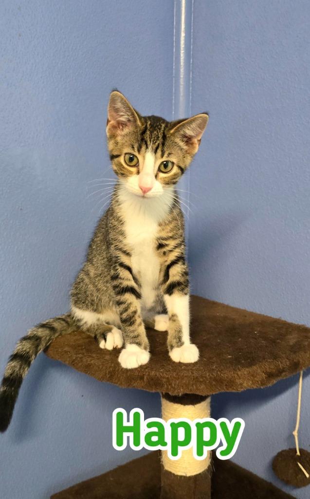 Enlarge Happy, a Adoptable mixed breed in Port Clinton, OH image 1/6