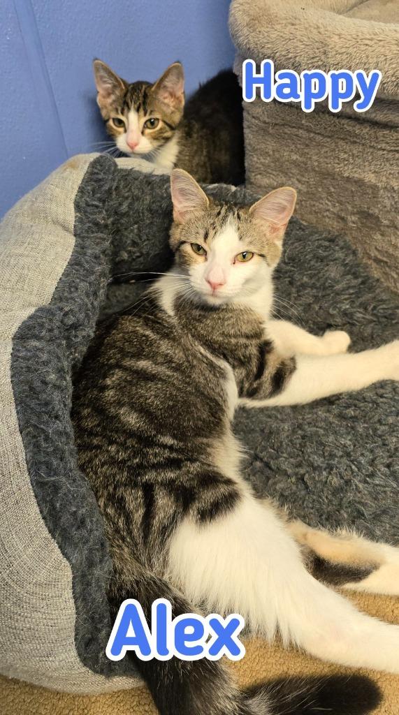 Happy, Adoptable, Young Male Domestic Short Hair.