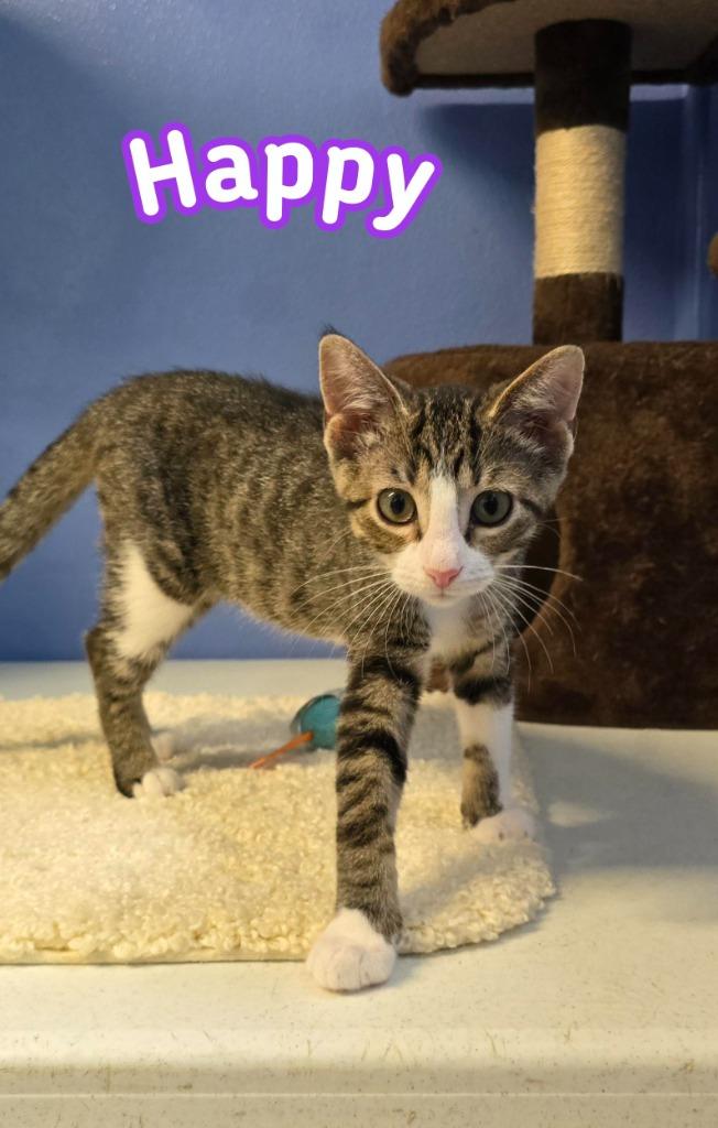 Enlarge Happy, a Adoptable mixed breed in Port Clinton, OH image 3/6