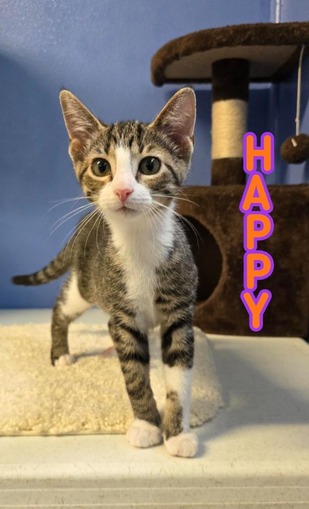 Enlarge Happy, a Adoptable mixed breed in Port Clinton, OH image 5/6