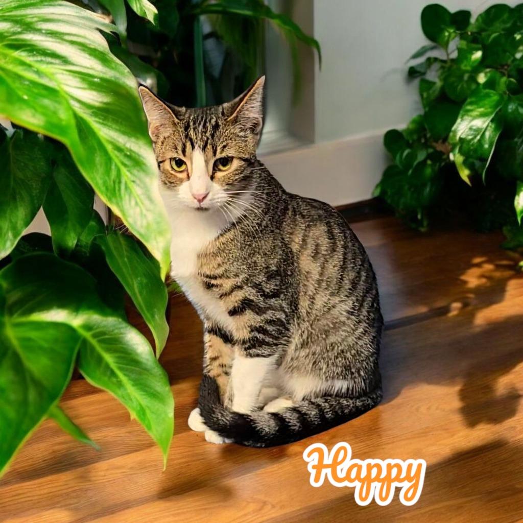 Enlarge Happy, a Adoptable mixed breed in Port Clinton, OH image 6/6