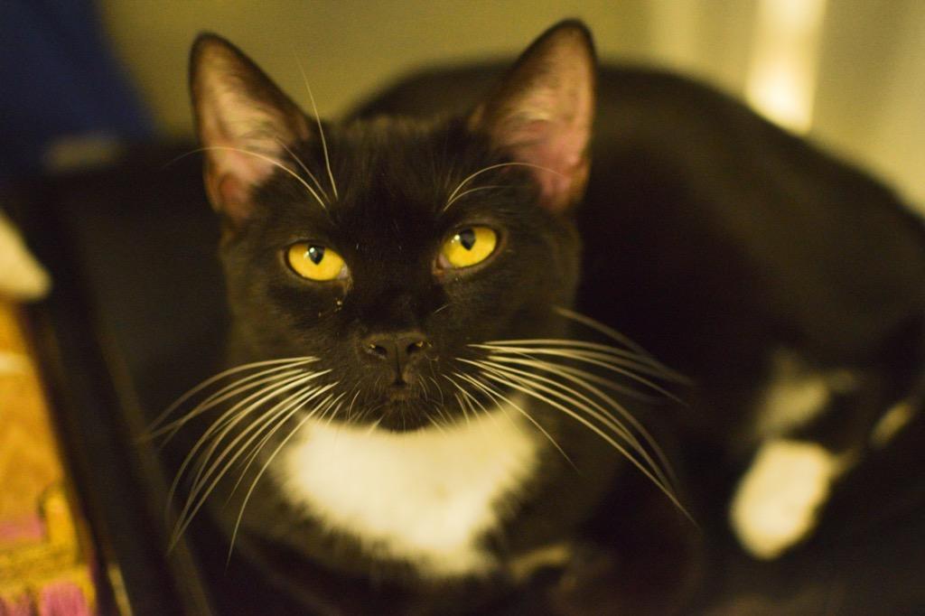 Lynard, Adoptable, Adult Female Domestic Short Hair.