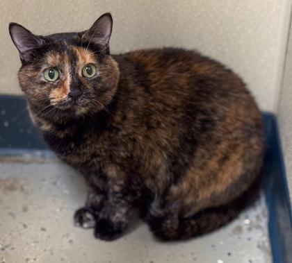 Enlarge Monkey, a Adoptable mixed breed in Baraboo, WI image 1/3