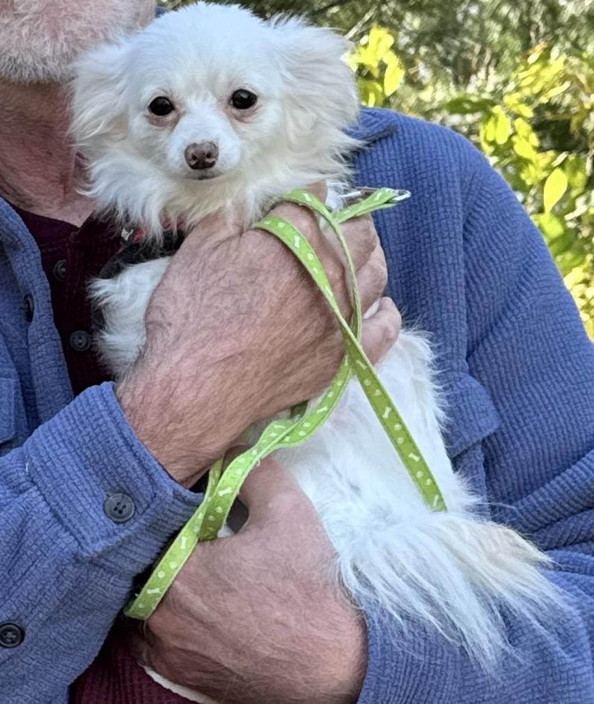 Celeste, Adopted, Young Female Chihuahua.