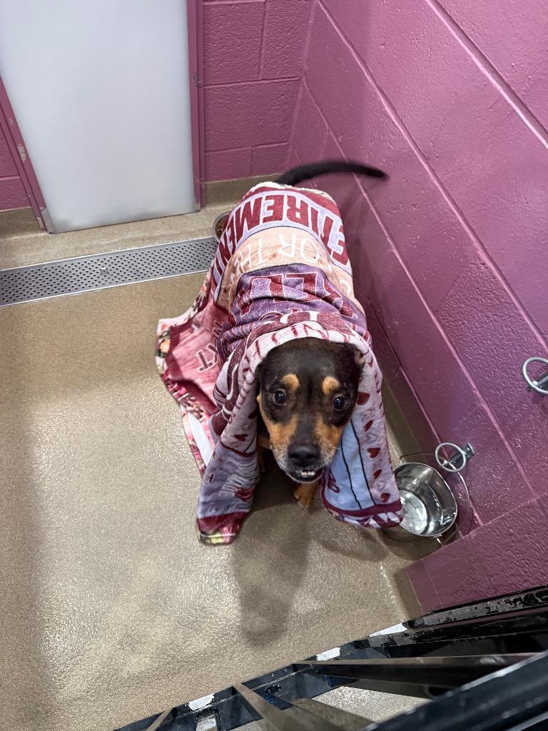 Esmeralda, Adoptable, Adult Female Terrier.