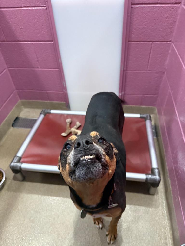 Enlarge Esmeralda, a Adoptable mixed breed in North Syracuse, NY image 2/6