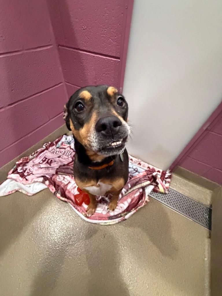 Enlarge Esmeralda, a Adoptable mixed breed in North Syracuse, NY image 3/6