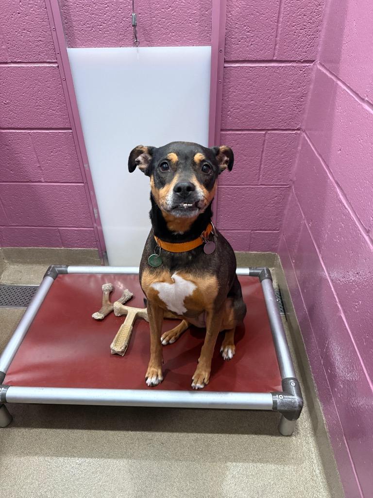 Enlarge Esmeralda, a Adoptable mixed breed in North Syracuse, NY image 5/6