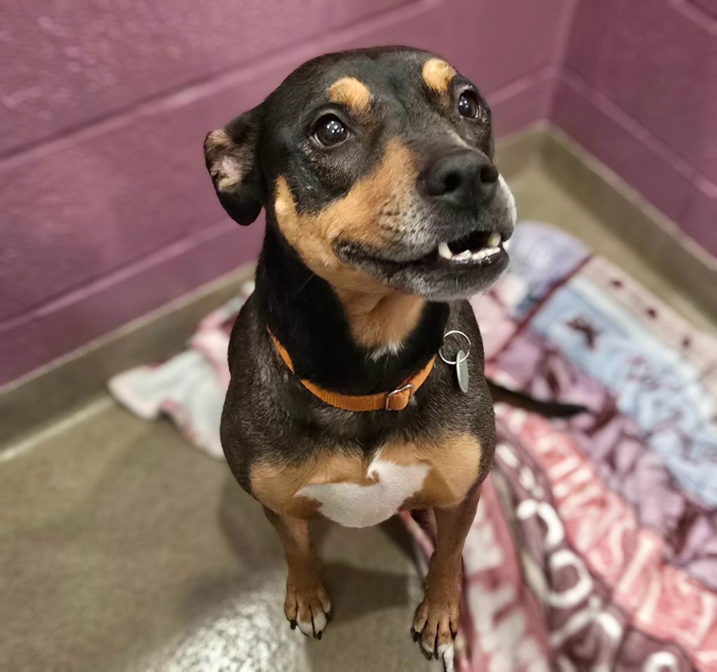 Enlarge Esmeralda, a Adoptable mixed breed in North Syracuse, NY image 6/6