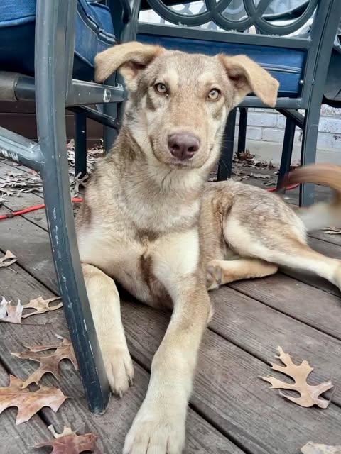 Crockett, a Adoptable Husky in Austin , TX image 2/6