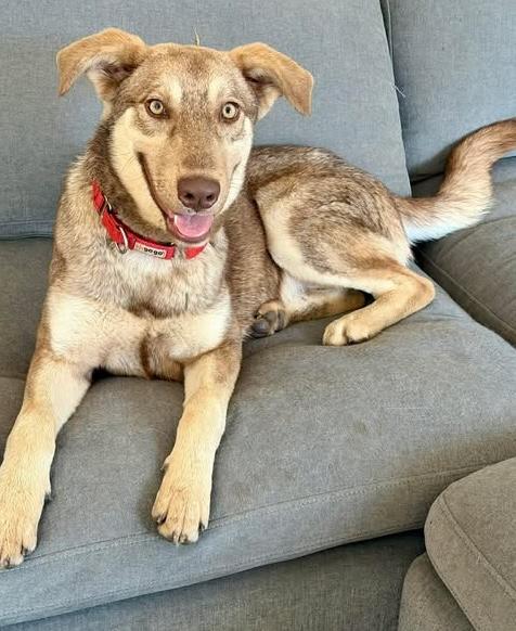 Crockett, Adoptable, Puppy Male Husky.