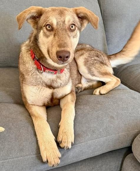 Crockett, a Adoptable Husky in Austin , TX image 3/6
