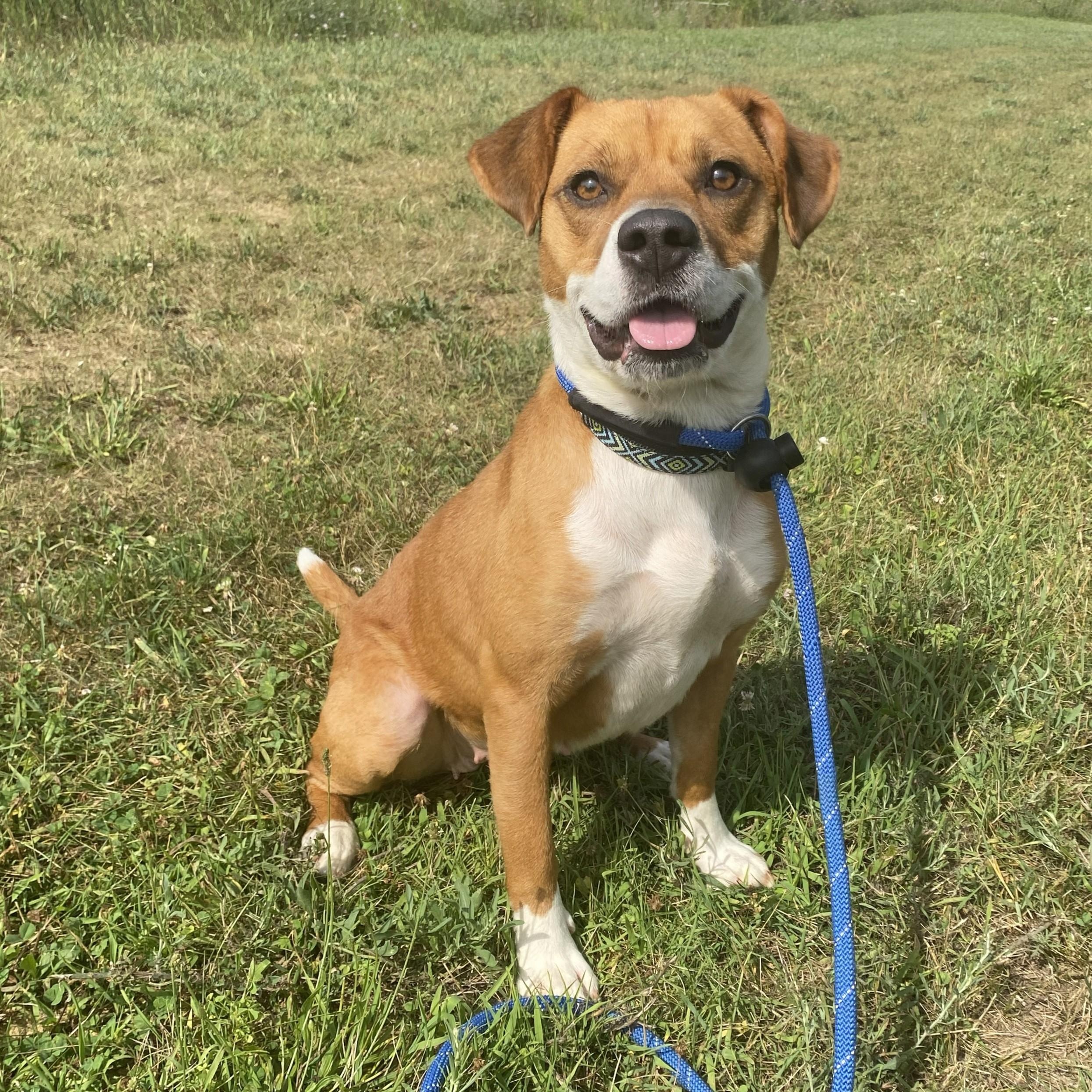 Cricket, Adopted, Adult Female Mixed Breed.