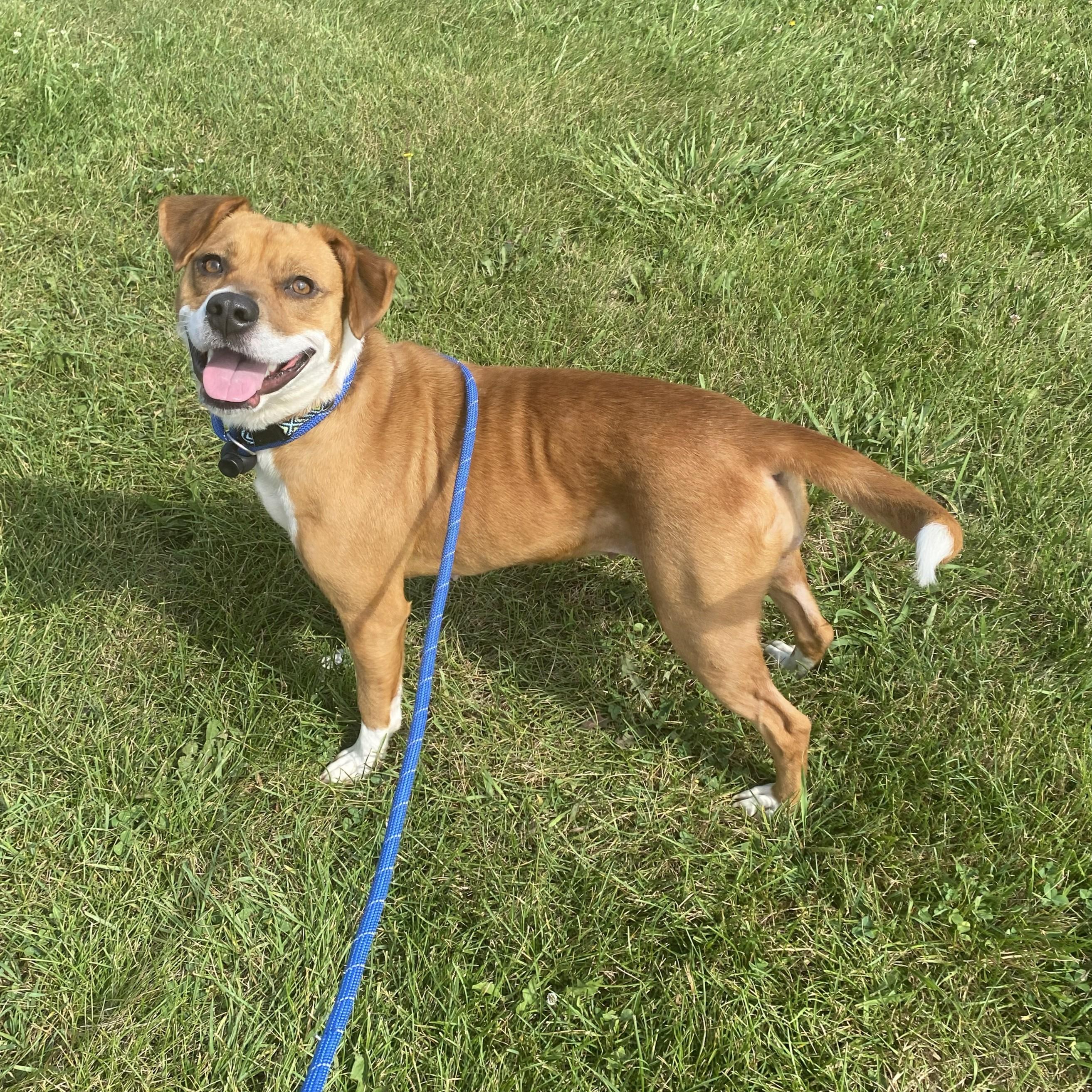 Enlarge Cricket, a Adopted Mixed Breed in Allegan, MI image 5/5