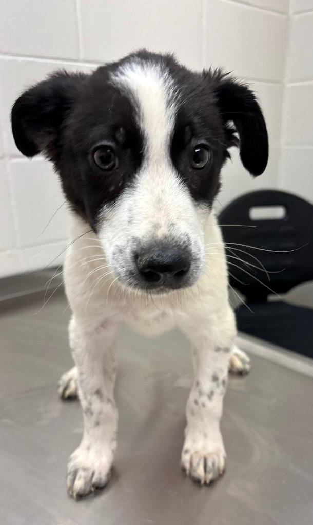 Lex / AC 27752 B, Adoptable, Puppy Male Labrador Retriever.
