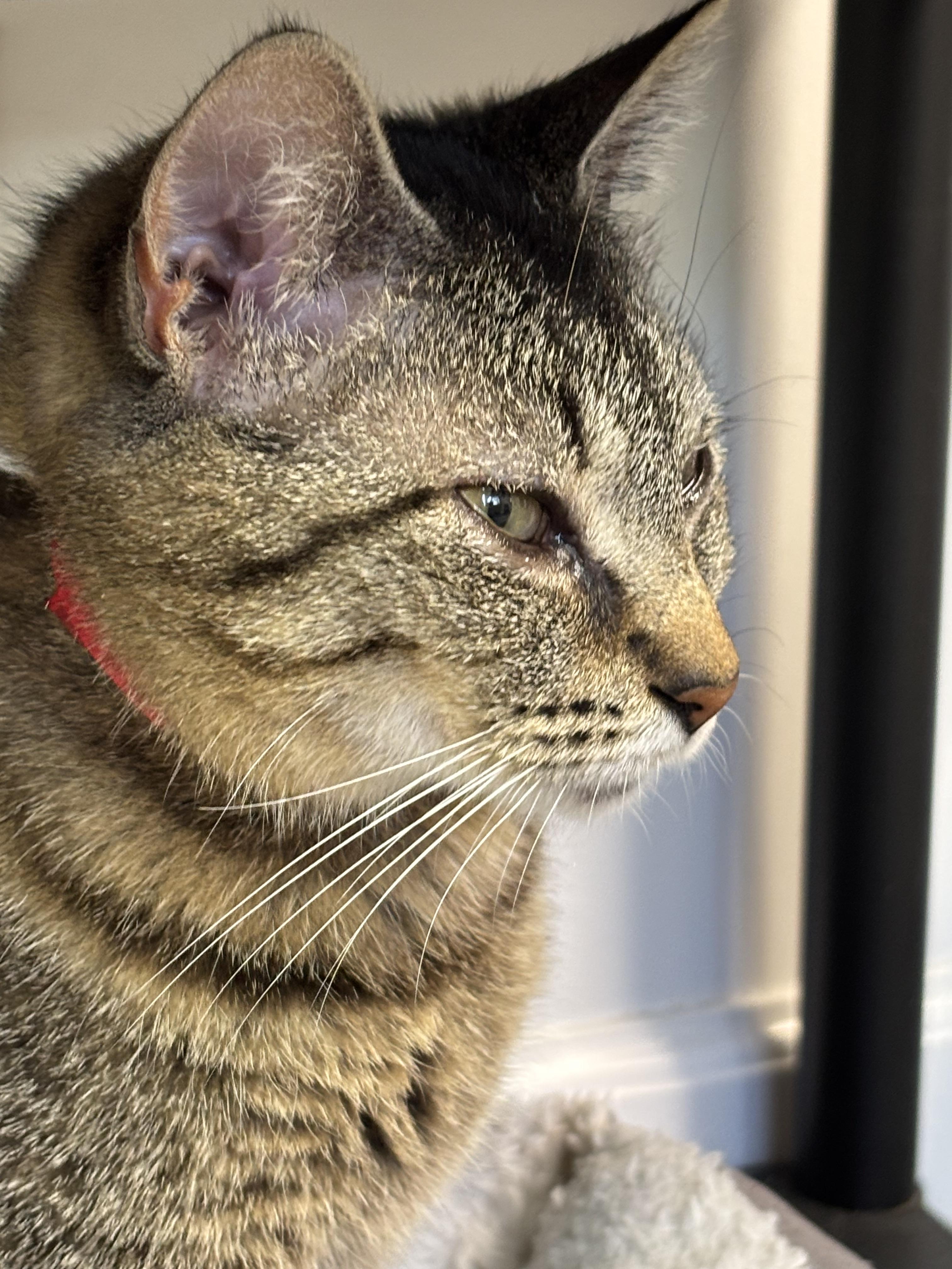 Stevie, an adoptable Domestic Medium Hair, Tabby in Crescent City, CA, 95531 | Photo Image 3