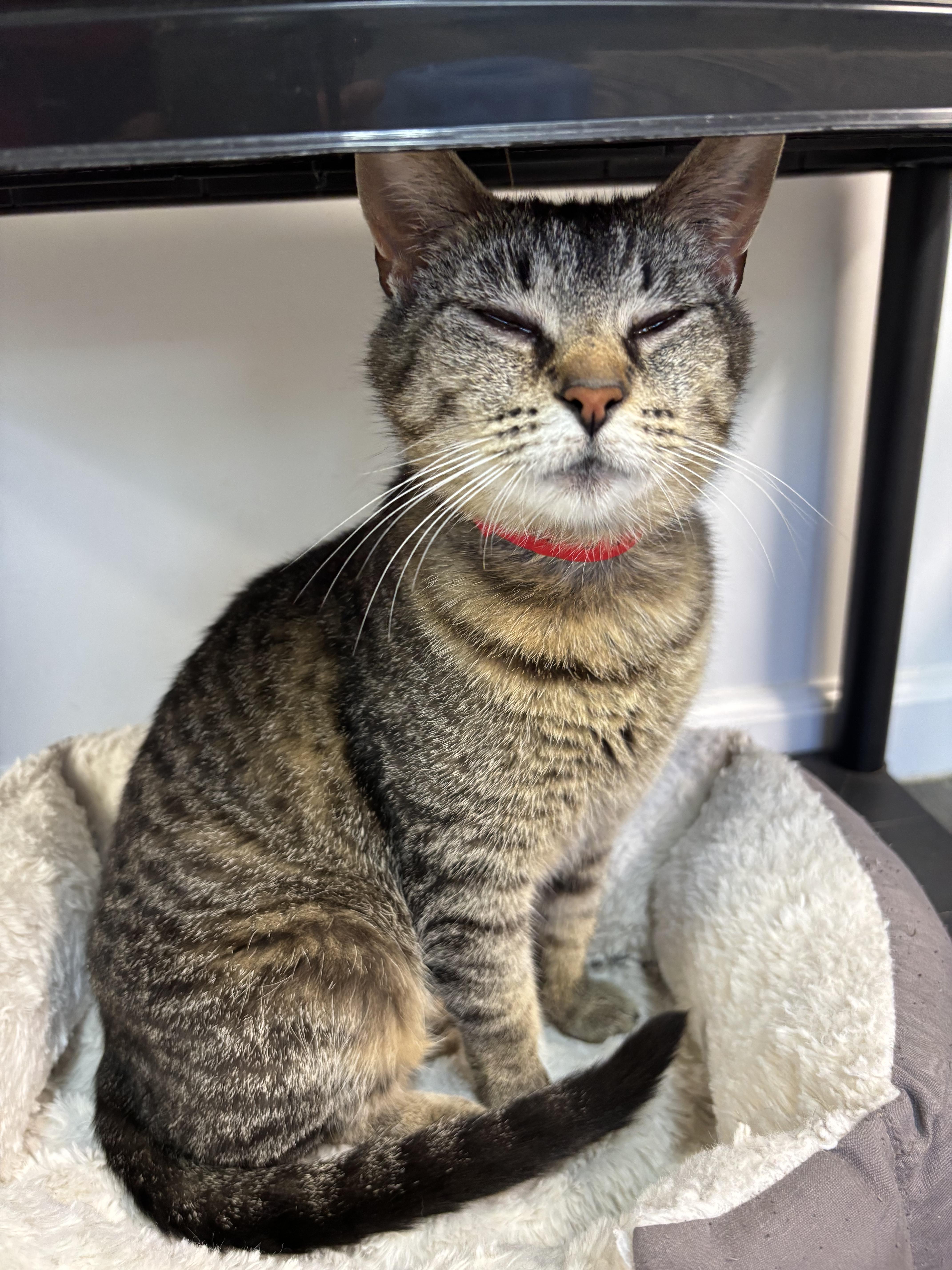 Stevie, an adoptable Domestic Medium Hair, Tabby in Crescent City, CA, 95531 | Photo Image 2