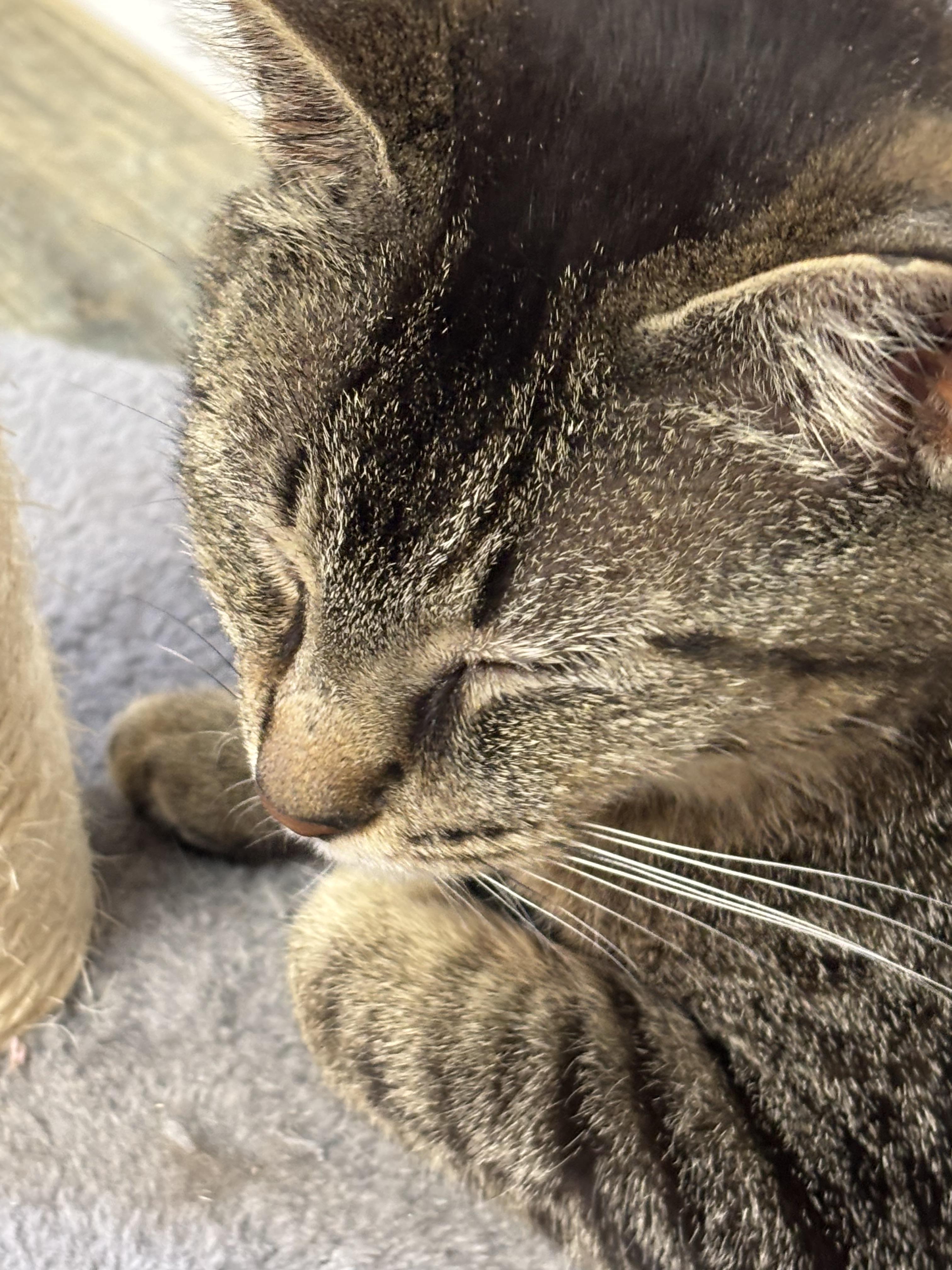 Stevie, an adoptable Domestic Medium Hair, Tabby in Crescent City, CA, 95531 | Photo Image 4