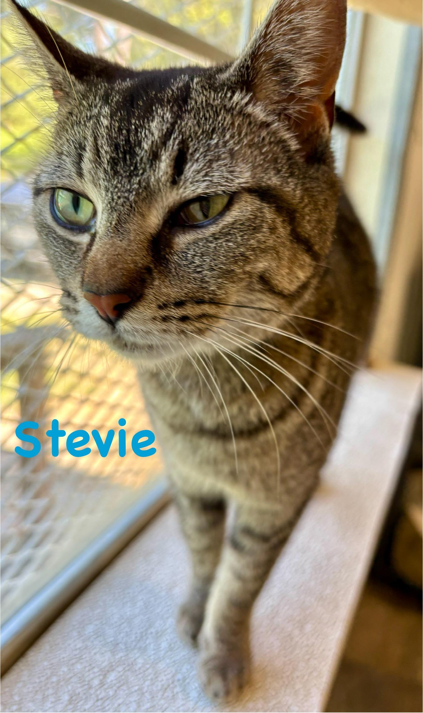 Stevie, Adult Female Domestic Medium Hair
