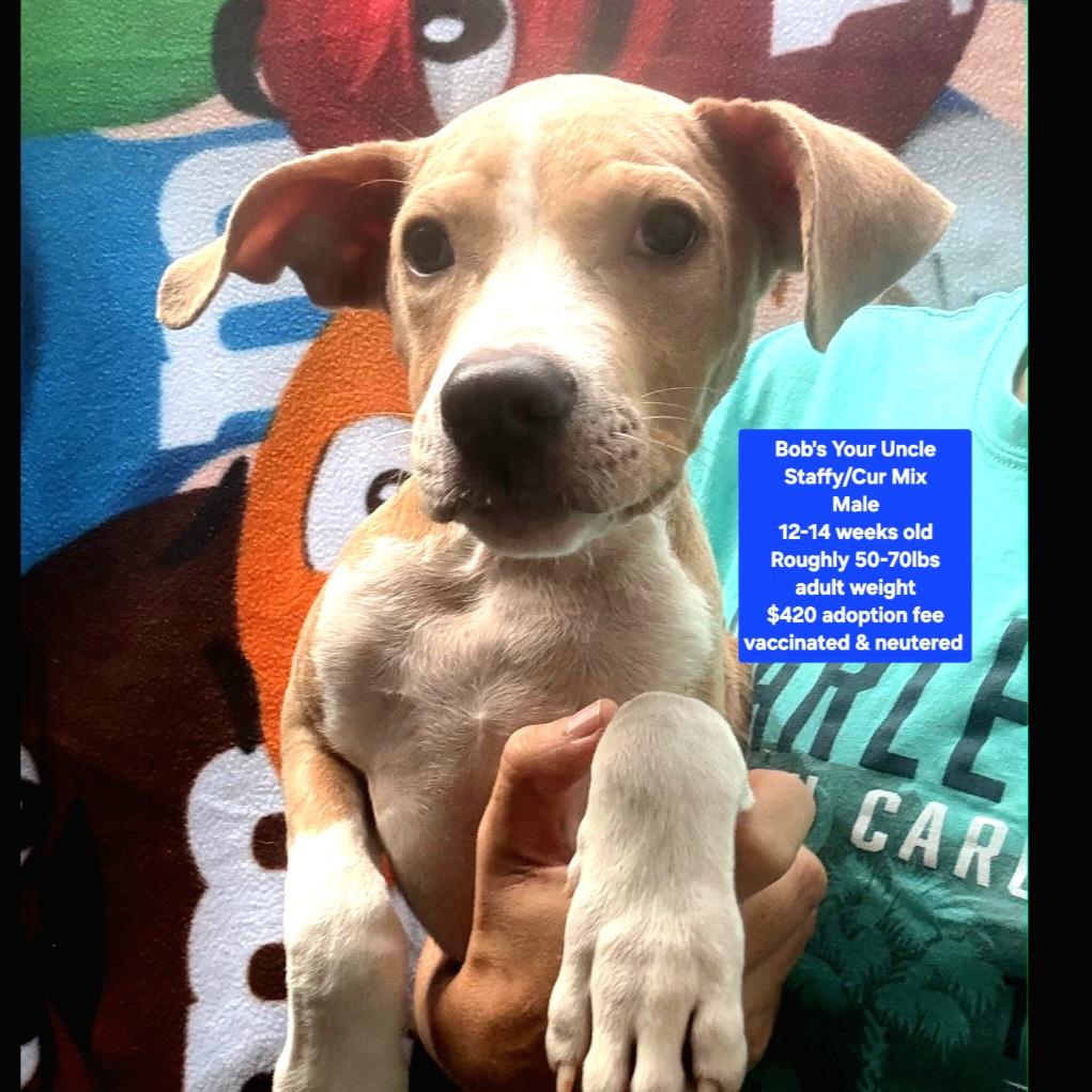Bob's Your Uncle, ADOPTABLE, Puppy Male Staffordshire Bull Terrier & Black Mouth Cur.