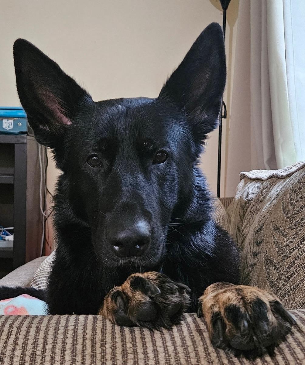 Draco, ADOPTABLE, Adult Male German Shepherd Dog.