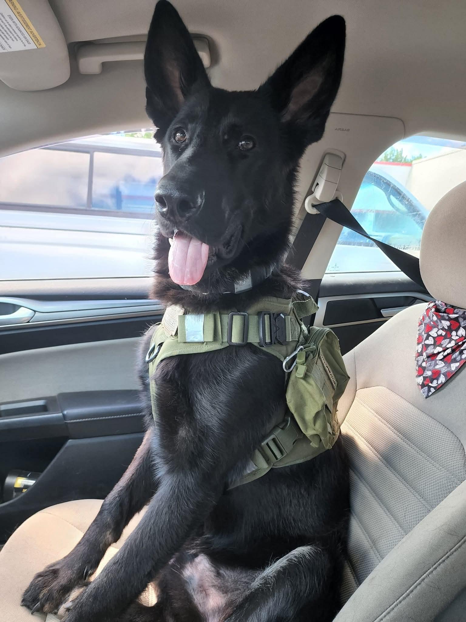 Enlarge Draco, a ADOPTABLE German Shepherd Dog in Jamesville, NY image 2/4