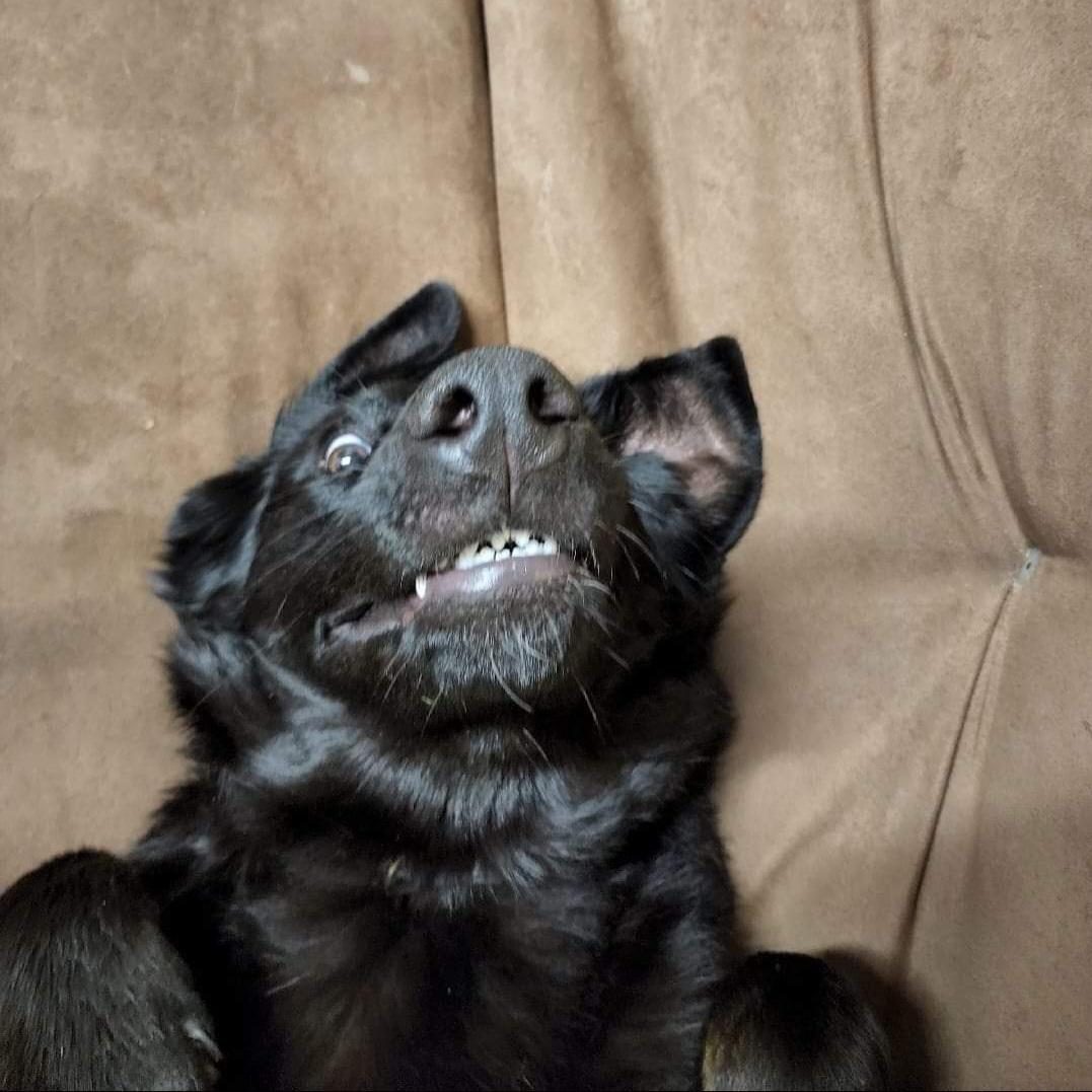 Enlarge Draco, a ADOPTABLE German Shepherd Dog in Jamesville, NY image 4/4