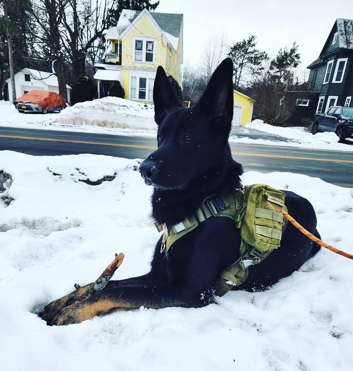 Enlarge Draco, a ADOPTABLE German Shepherd Dog in Jamesville, NY image 3/4
