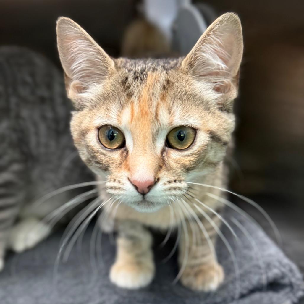 Wasabi, a Adoptable Domestic Short Hair in New Fairfield, CT image 1/6