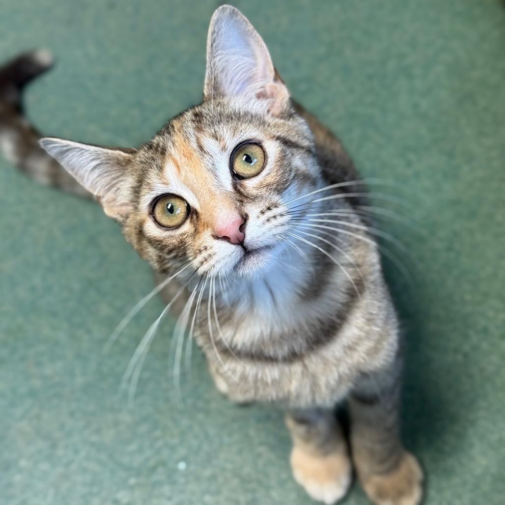 Wasabi, a Adoptable Domestic Short Hair in New Fairfield, CT image 2/6