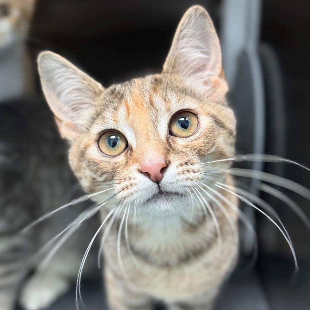 Wasabi, a Adoptable Domestic Short Hair in New Fairfield, CT image 3/6