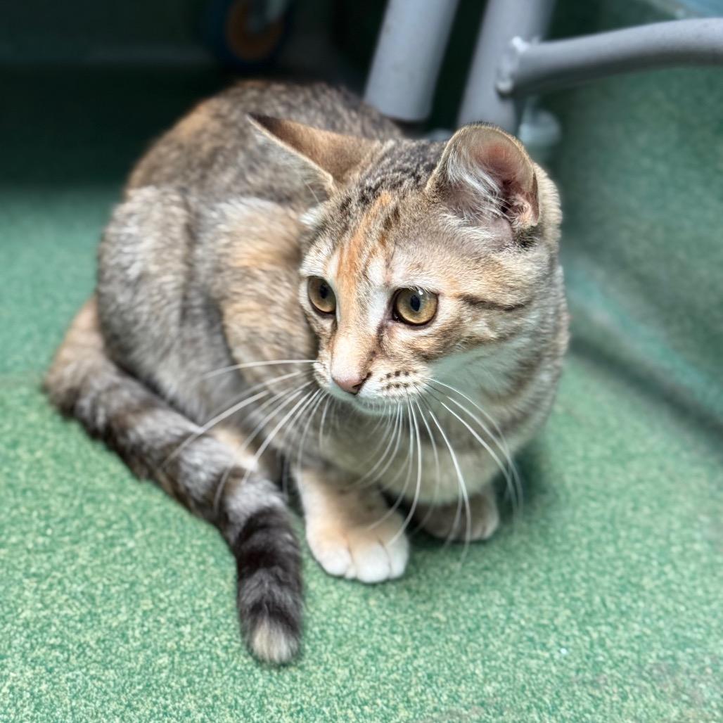 Wasabi, a Adoptable Domestic Short Hair in New Fairfield, CT image 4/6