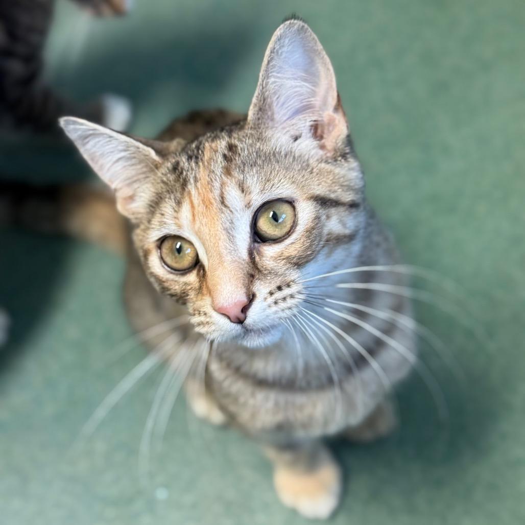 Wasabi, a Adoptable Domestic Short Hair in New Fairfield, CT image 5/6