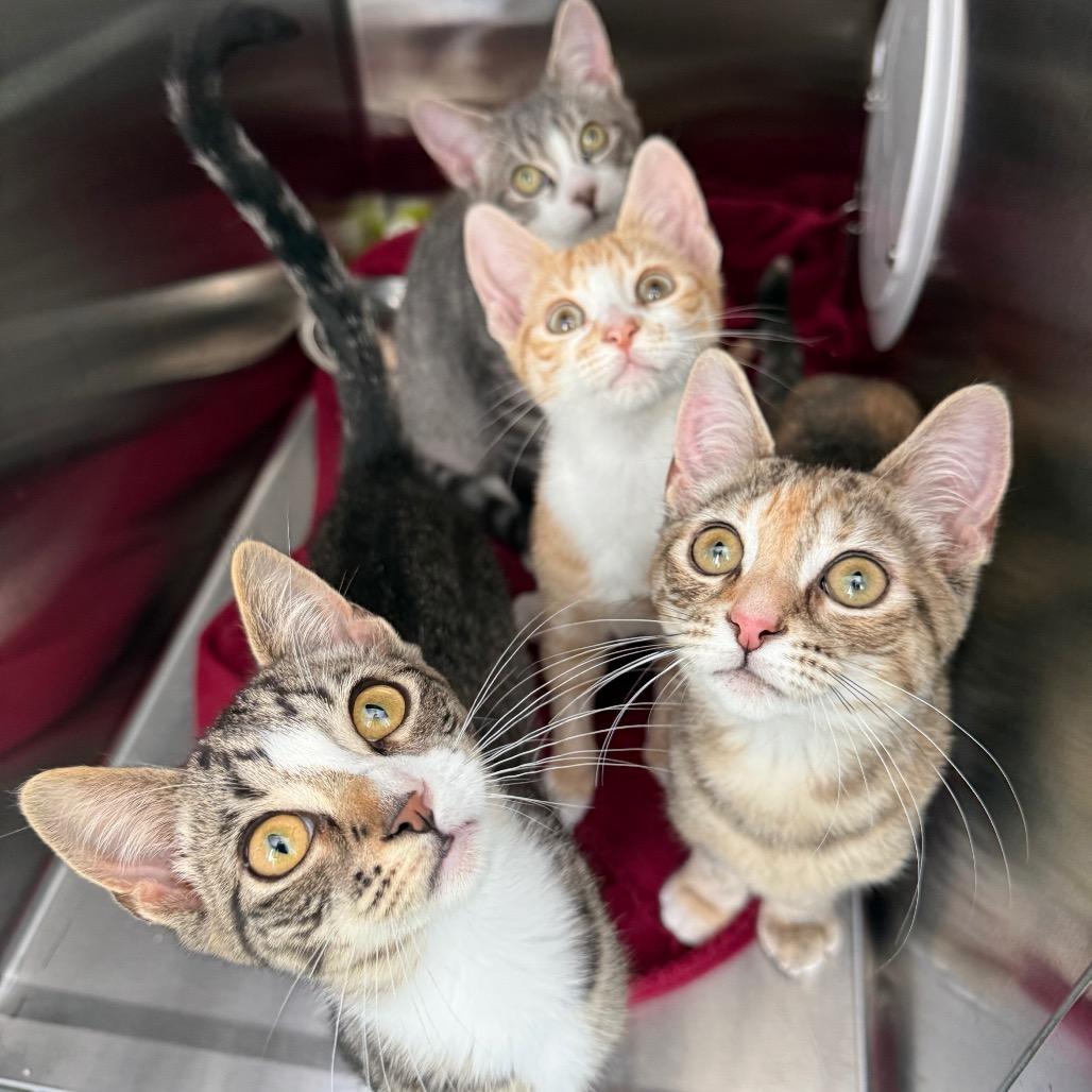 Wasabi, a Adoptable Domestic Short Hair in New Fairfield, CT image 6/6