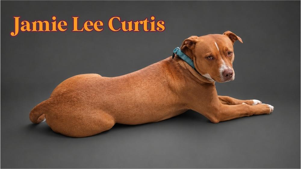 JAMIE LEE CURTIS, Adoptable, Puppy Female Labrador Retriever.