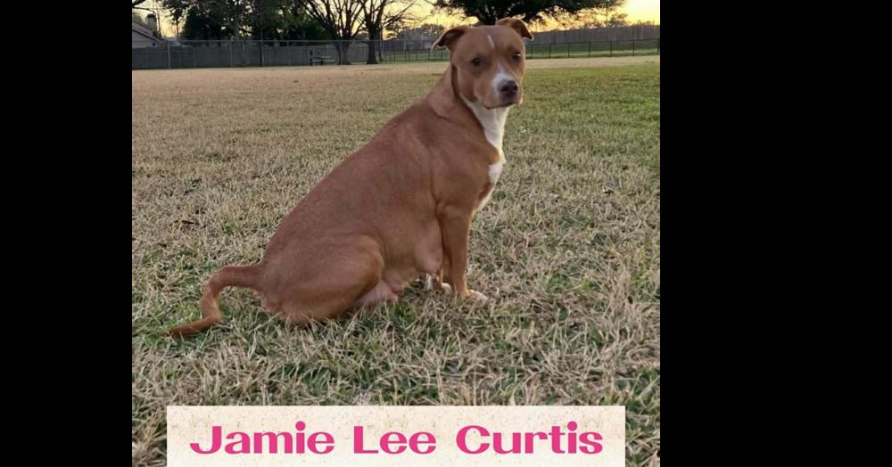Enlarge JAMIE LEE CURTIS, a Adoptable mixed breed in Richmond, TX image 2/5