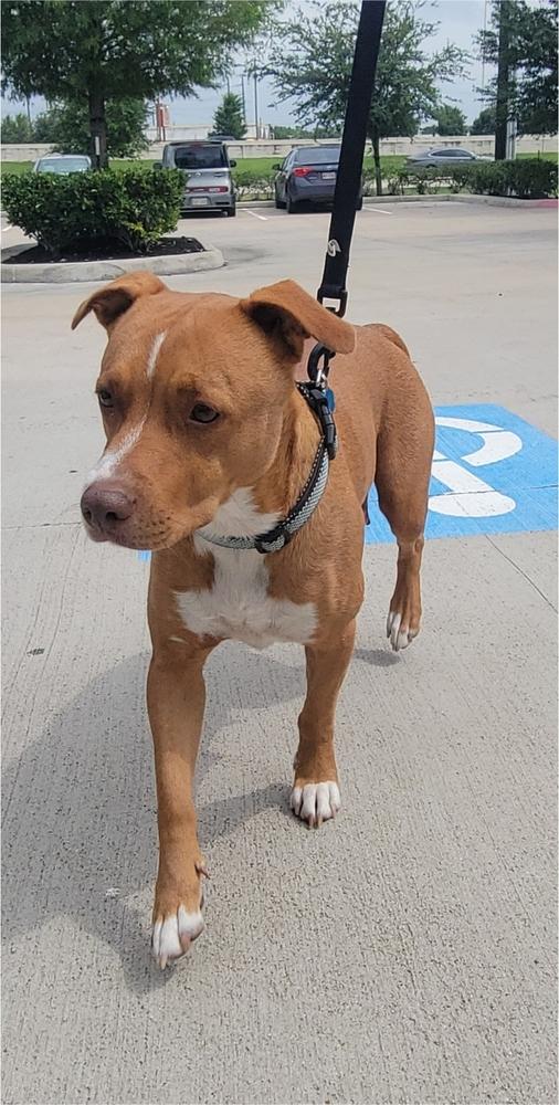 Enlarge JAMIE LEE CURTIS, a Adoptable mixed breed in Richmond, TX image 3/5
