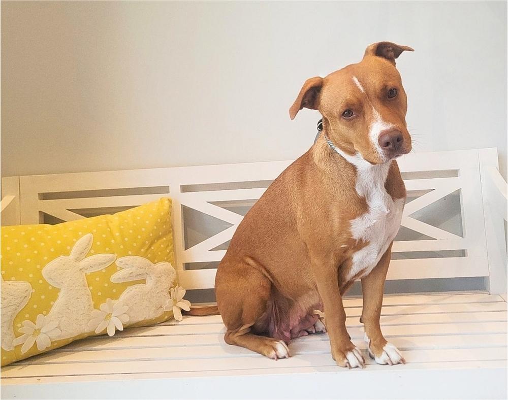 Enlarge JAMIE LEE CURTIS, a Adoptable mixed breed in Richmond, TX image 4/5