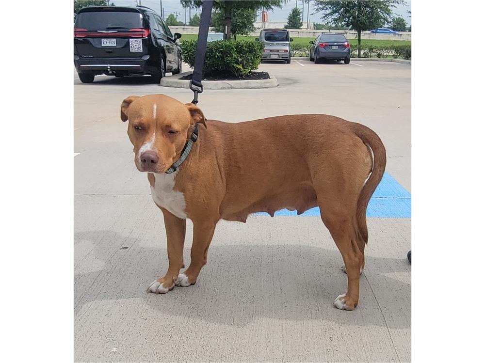 Enlarge JAMIE LEE CURTIS, a Adoptable mixed breed in Richmond, TX image 5/5