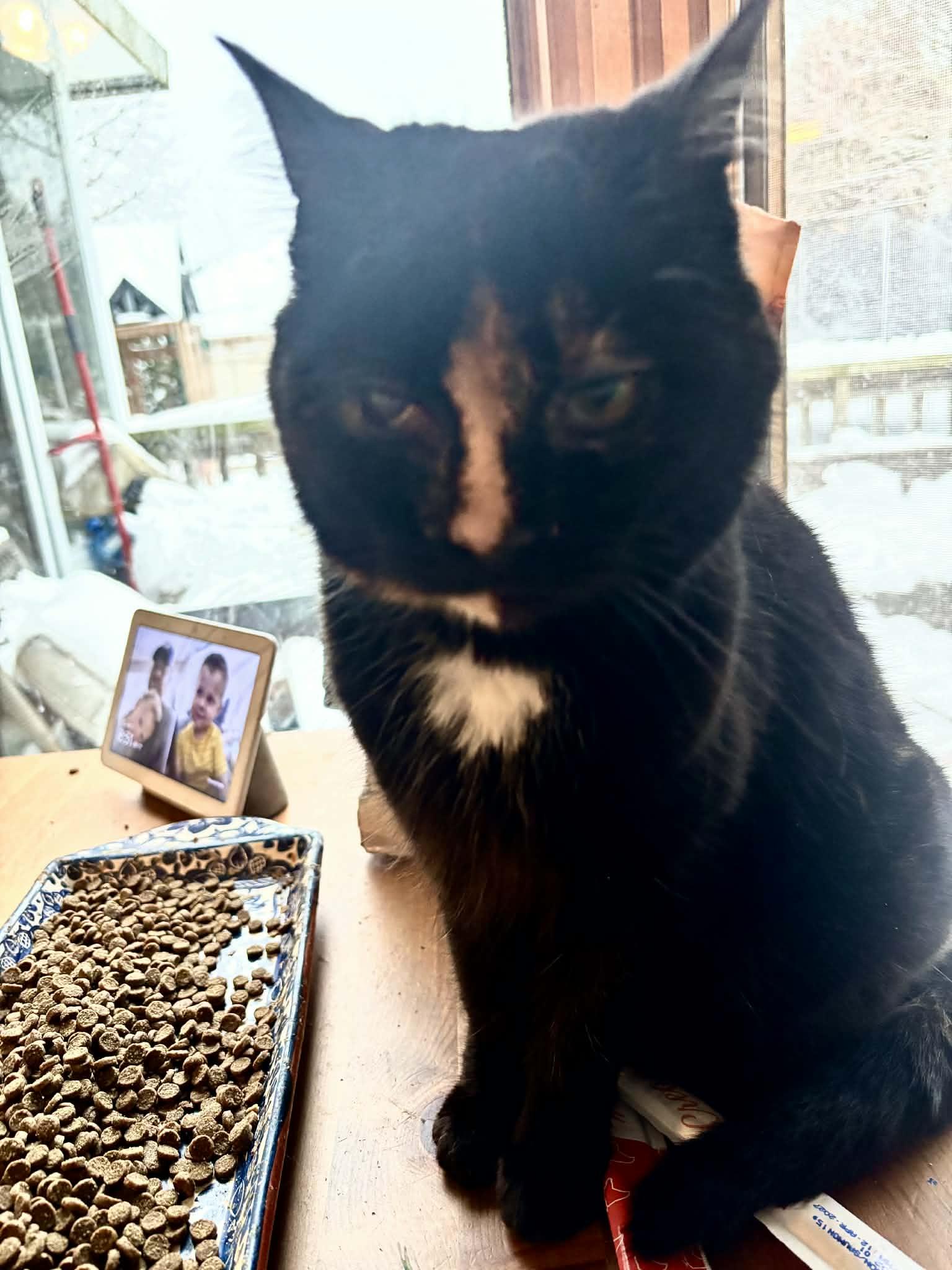 LINDY, adopted, Young Female Domestic Short Hair.