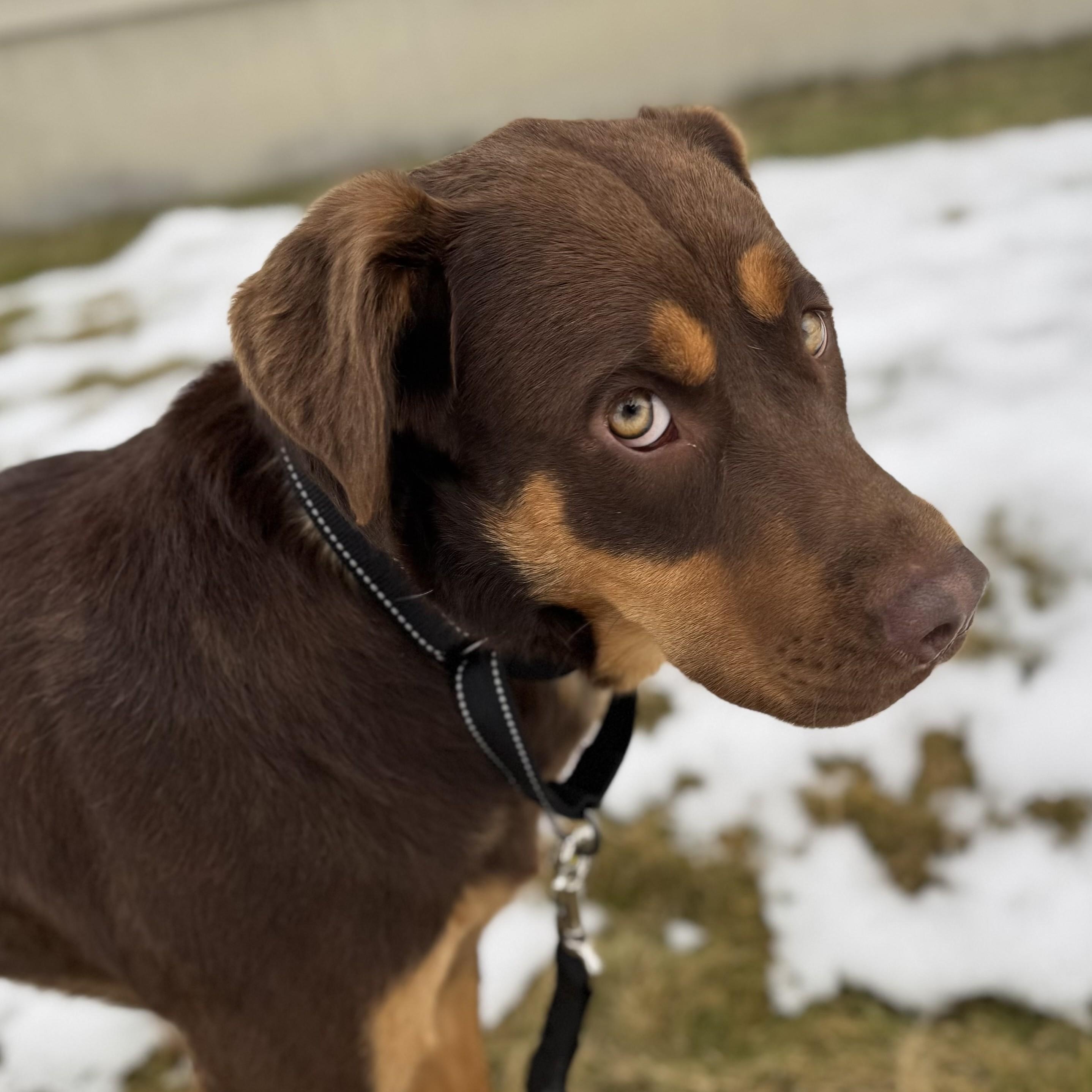 Hardee, adopted, Young Male Australian Shepherd.